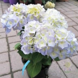 Гортензия крупнолистная Софт Блю Пауэр