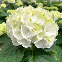 Гортензия крупнолистная Вуду