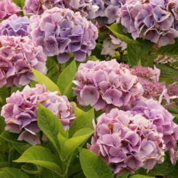 Гортензия крупнолистная Мэджикал Кристал