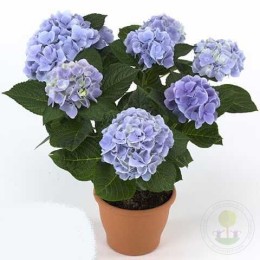 Гортензия крупнолистная Мэджикал Кристал