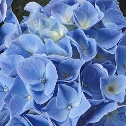 Гортензия крупнолистная Фаболо Блю