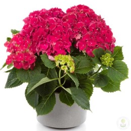 Гортензия крупнолистная Хай Файр