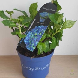 Гортензия крупнолистная Блю Пауэр