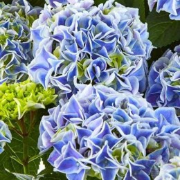 Гортензия крупнолистная Кэнди Блю