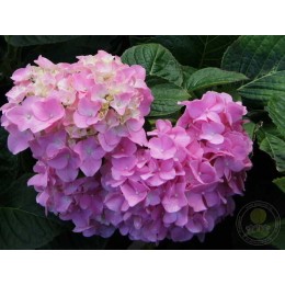 Гортензия крупнолистная Претти Пинк