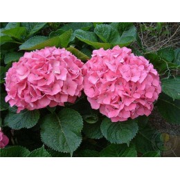 Гортензия крупнолистная Претти Пинк