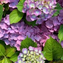 Гортензия крупнолистная Силки Пинк Блю