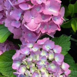 Гортензия крупнолистная Силки Пинк Блю