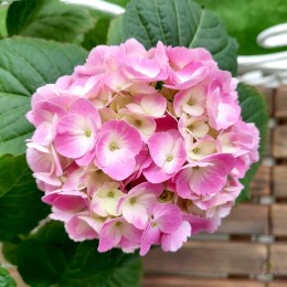 Гортензия крупнолистная Букет Роуз