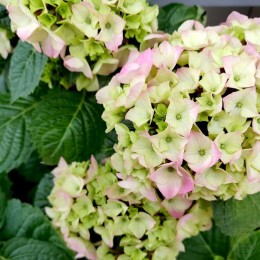 Гортензия крупнолистная Букет Роуз