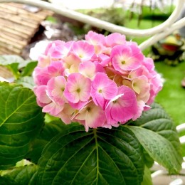 Гортензия крупнолистная Букет Роуз