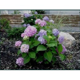 Гортензия крупнолистная Эндлесс Саммер (розовая)