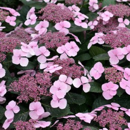 Гортензия крупнолистная Твист энд Шаут (розовая)