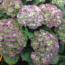 Гортензия крупнолистная Мэджикал Революшен