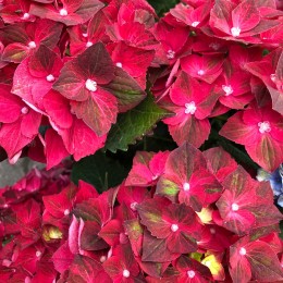 Гортензия крупнолистная Мэджикал Революшен