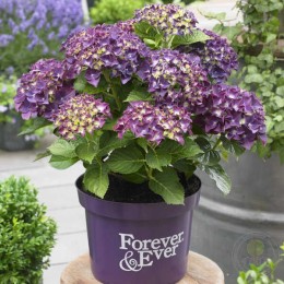 Гортензия крупнолистная Форевер энд Эвер фиолетовая