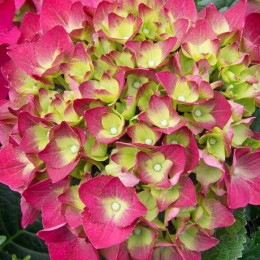 Гортензия крупнолистная Ред Энджел