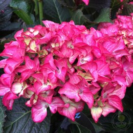 Гортензия крупнолистная Ред Энджел