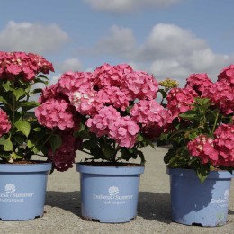 Гортензия крупнолистная Эндлесс Саммер Саммер Лав