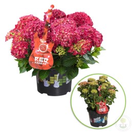 Гортензия крупнолистная Ред Регги