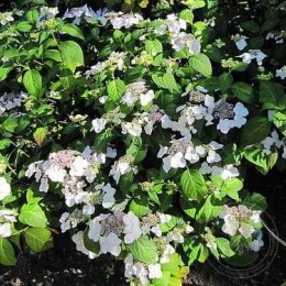 Гортензия крупнолистная Либелле