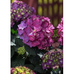 Гортензия крупнолистная Эндлесс Саммер Лав Пёрпл