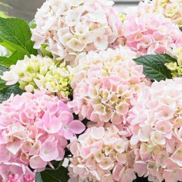 Гортензия крупнолистная Софт Пинк Сальса