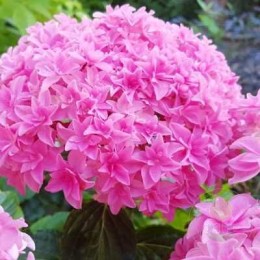 Гортензия крупнолистная Ю энд Ми Перфекшн