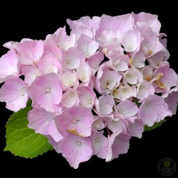 Гортензия крупнолистная Блэк Стил Фламинго