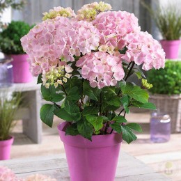 Гортензия крупнолистная Блэк Стил Фламинго
