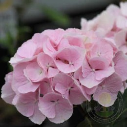 Гортензия крупнолистная Блэк Стил Фламинго