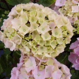 Гортензия крупнолистная Блэк Стил Фламинго