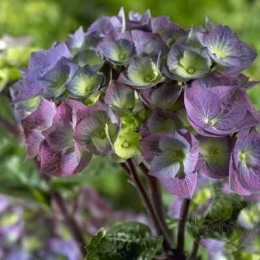 Гортензия крупнолистная Блэк Стил Пёрпл