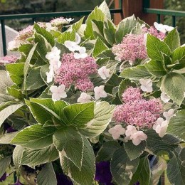 Гортензия крупнолистная Лайт-О-Дэй