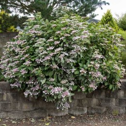 Гортензия крупнолистная Лайт-О-Дэй