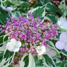 Гортензия крупнолистная Лайт-О-Дэй
