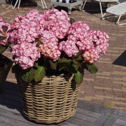 Гортензия крупнолистная Мисс Саори