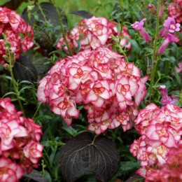 Гортензия крупнолистная Мисс Саори