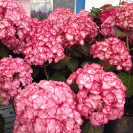 Гортензия крупнолистная Мисс Саори