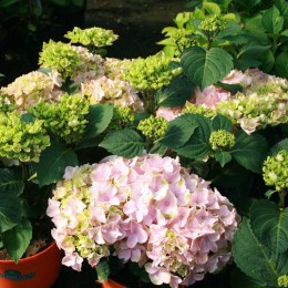 Гортензия крупнолистная Эверблум Пинк Уандер