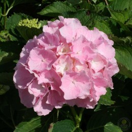 Гортензия крупнолистная Эверблум Пинк Уандер