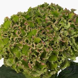 Гортензия крупнолистная Спайк