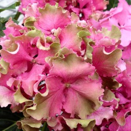 Гортензия крупнолистная Спайк