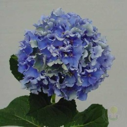 Гортензия крупнолистная Спайк