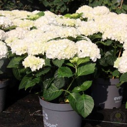 Гортензия крупнолистная Эверблум Уайт Уандер