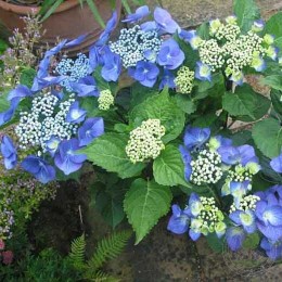Гортензия крупнолистная Зорро Блу