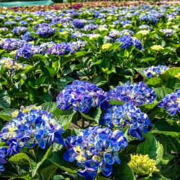 Гортензия крупнолистная Саксон Ратен