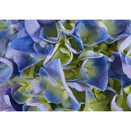 Гортензия крупнолистная Саксон Ратен