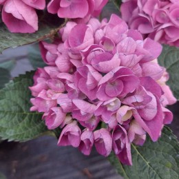 Гортензия крупнолистная Саксон Ратен