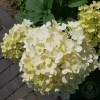 Гортензия метельчатая Литтл Альф